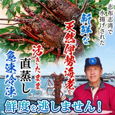 【数量限定】鹿児島県志布志湾産 天然の伊勢海老<直蒸し>計1.2kg以上(2～3尾)