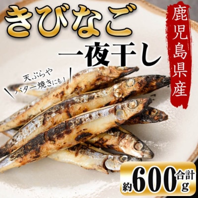 鹿児島県産 黒潮の恵み 天然物 きびなご 一夜干し 約200g×3パック(合計約600g)!