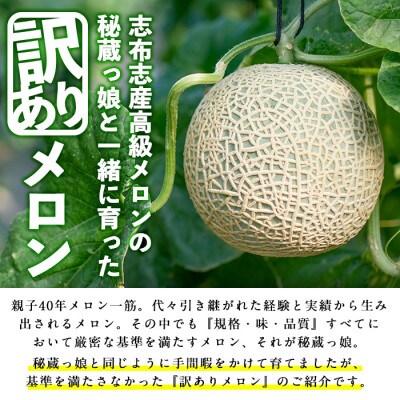【春限定・数量限定】牧さんの訳ありメロン 白玉(青肉)1玉