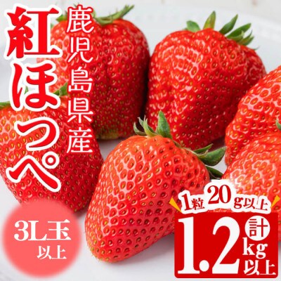鹿児島県産朝採れイチゴ「紅ほっぺ」計1.2kg以上(300~350g×4パック)