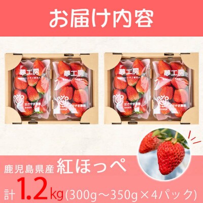鹿児島県産朝採れイチゴ「紅ほっぺ」計1.2kg以上(300~350g×4パック)