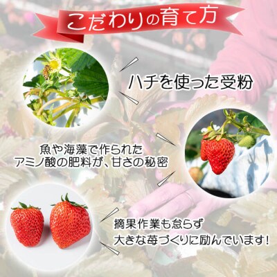 鹿児島県産朝採れイチゴ「紅ほっぺ」計1.2kg以上(300~350g×4パック)