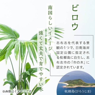 観葉植物ビロウ 8号サイズ
