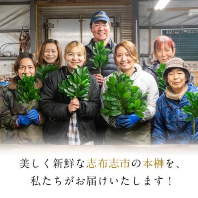 鹿児島榊の本榊 1対(2束)セット!【鹿児島県産】