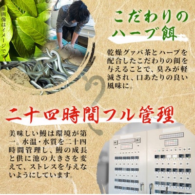 【さとふる限定】鹿児島県産 伊崎田のうなぎ蒲焼 大4尾(合計680g～756g)