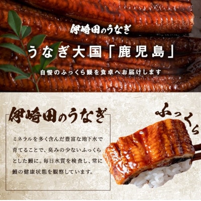 【数量限定】鹿児島県産 伊崎田のうなぎ蒲焼【約130g】×2尾(計約260g) a7-017