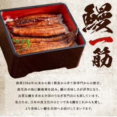 【数量限定】鹿児島県産 伊崎田のうなぎ蒲焼【約130g】×2尾(計約260g) a7-017