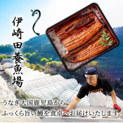 鹿児島県産 伊崎田のうなぎ蒲焼【約130g】×5尾(計約650g) b8-033