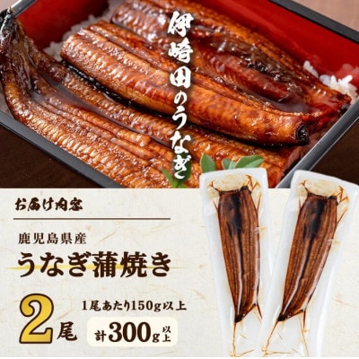 【数量限定】鹿児島県産 伊崎田のうなぎ蒲焼 中【約150g】×2尾(計約300g) a9-030
