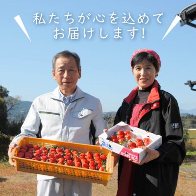 数量・期間限定!鹿児島県産朝採れイチゴ「恋みのり」計1kg以上(250~270g×4パック)