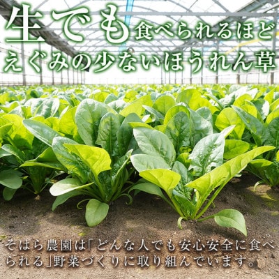 <先行予約受付中!R7年12月頃配送予定>【数量限定】志布志湾ほうれん草計1kg(200g×5袋)