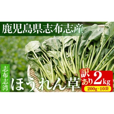 ≪R6年12月頃より順次配送予定≫ 志布志湾ほうれん草計2kg(200g×10袋)