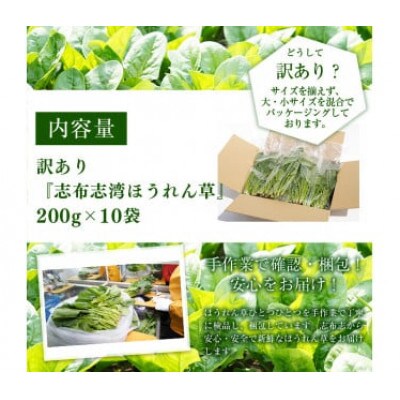 ≪R6年12月頃より順次配送予定≫ 志布志湾ほうれん草計2kg(200g×10袋)
