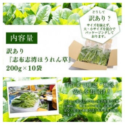 ≪R7年12月頃より順次配送予定≫ 志布志湾ほうれん草計2kg(200g×10袋)