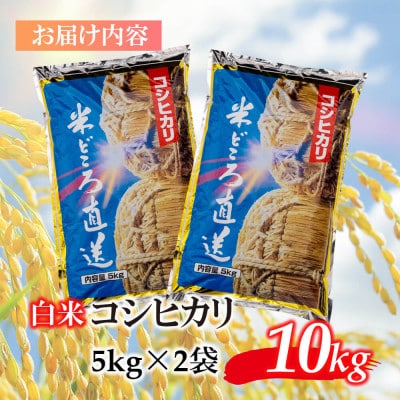 【令和5年産】鹿児島県志布志市産こしひかり 精白米 計10kg(5kg×2袋)