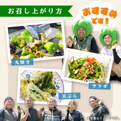 志布志産訳ありピーマン(1kg)【野菜ソムリエサミット銀賞受賞!】