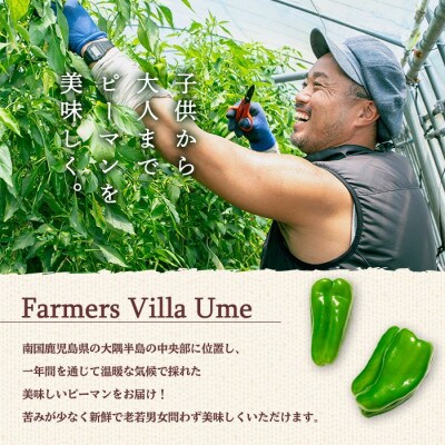 志布志産ピーマン(1kg)【野菜ソムリエサミット銀賞受賞!】