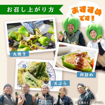 志布志産ピーマン(1kg)【野菜ソムリエサミット銀賞受賞!】