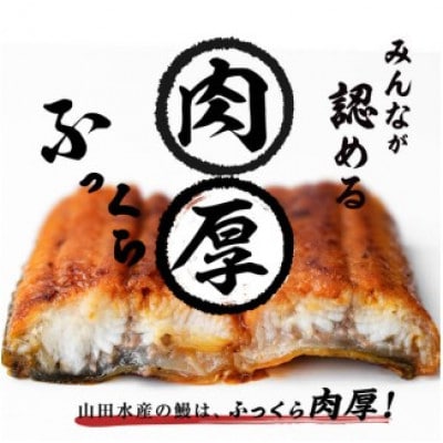 霧島湧水鰻の蒲焼き約140g×4尾(計約560g)