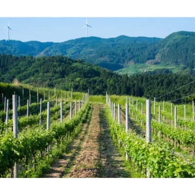 禅の里わいん(白ワイン、フルボトル750ml)