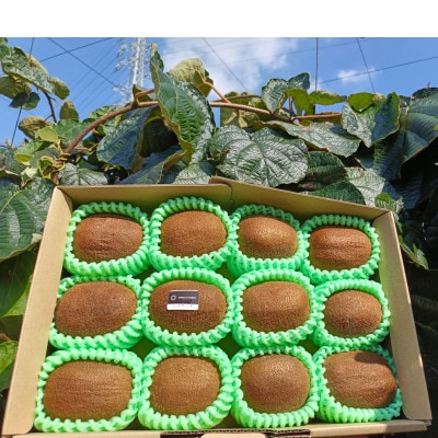 【ヘイワード12玉】贈答用中箱 大晴農園のキウイフルーツ