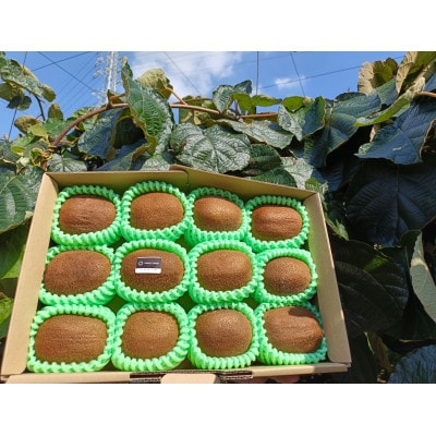 【ヘイワード12玉】贈答用中箱 大晴農園のキウイフルーツ