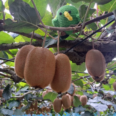 【ヘイワード12玉】贈答用中箱 大晴農園のキウイフルーツ