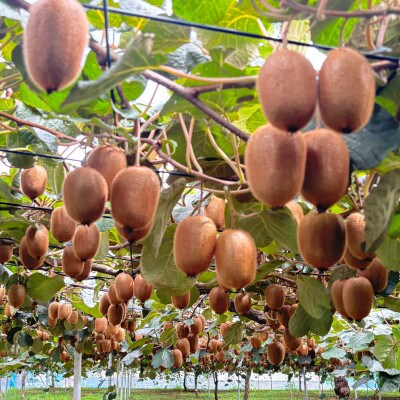 【ヘイワード12玉】贈答用中箱 大晴農園のキウイフルーツ