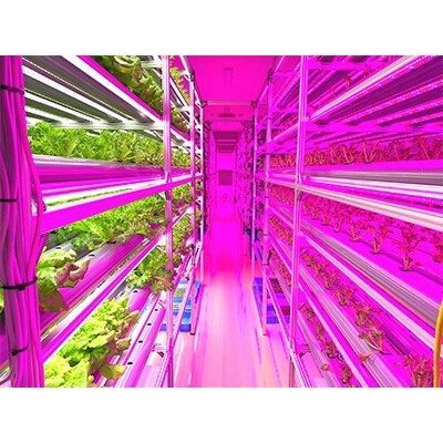 埼玉県春日部市豊野町産　植物工場野菜セットB