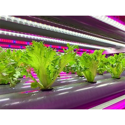 埼玉県春日部市豊野町産　植物工場野菜セットB