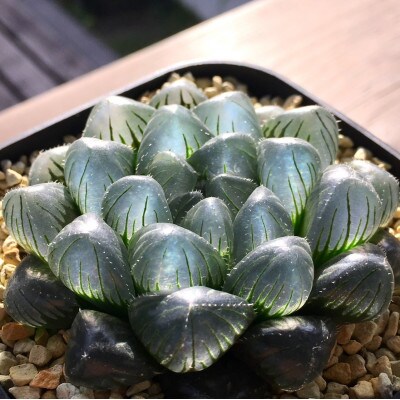 特選美種:多肉植物「ハオルチア」 実生オリジナル苗 おまかせ1種