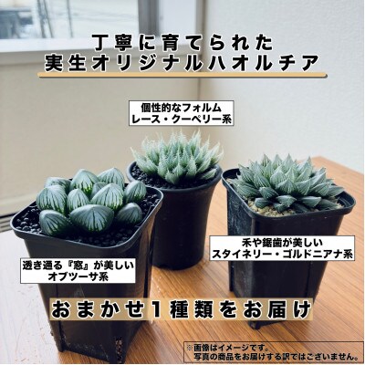 特選美種:多肉植物「ハオルチア」 実生オリジナル苗 おまかせ1種