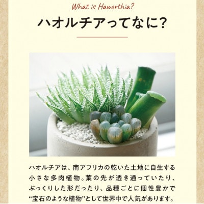 特選美種:多肉植物「ハオルチア」 実生オリジナル苗 おまかせ1種