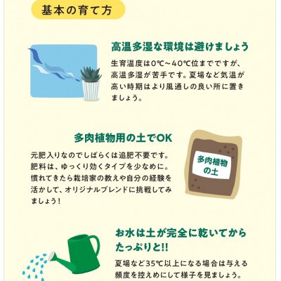 特選美種:多肉植物「ハオルチア」 実生オリジナル苗 おまかせ1種
