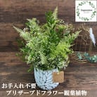 シュガーパインのプリザーブドフラワーアレンジ【クロエ/ホワイト】春日部市