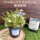 プリザーブドフラワーアレンジ【パルタージュ/イエロー】春日部市 シュガーパイン