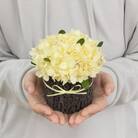 プリザーブドフラワーアレンジ【みもざの木】春日部市 シュガーパイン