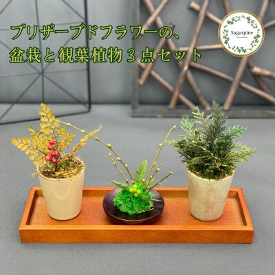 プリザーブドフラワーアレンジ【ミニ盆栽・ミニ観葉植物 計3個セット】春日部市 シュガーパイン