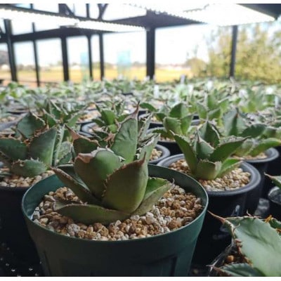 お部屋の癒やし観葉植物アガベ(厳龍)+植物育成ライト+バリアグリーンオイル3の3点セット