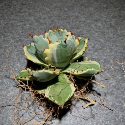 お部屋の癒し観葉植物アガベ(王妃甲蟹錦)と植物育成ライト(白)2点セット