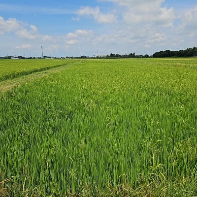 スマート農業技術を活用した　令和7年産　彩のきずな白米　5kg