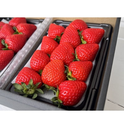 おまかせ食べ比べ280g×2パック　2026年1月より順次発送