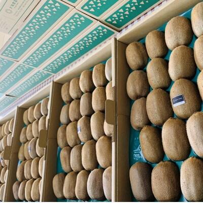 【ヘイワード 約3.6kg】贈答用大箱　大晴農園のキウイフルーツ