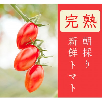 【はにかみトマト 2kg】高糖度!希少品種フルーツトマト | ミニトマト
