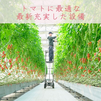 【はにかみトマト 2kg】高糖度!希少品種フルーツトマト | ミニトマト