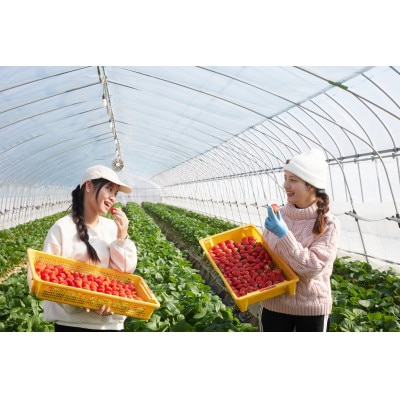 とちおとめ・とちあいか 約1060g 食べ比べ セット いちご日本一のまち 栃木県真岡市