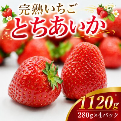 【先行受付】完熟いちご「とちあいか」約1,120g(280g×4パック)1月配送