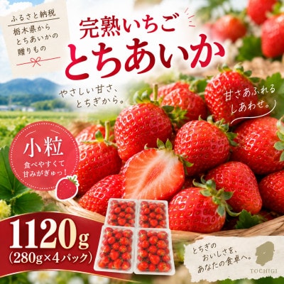 【先行受付】完熟いちご「とちあいか」《小粒》約1,120g (280g×4パック) 1月より配送