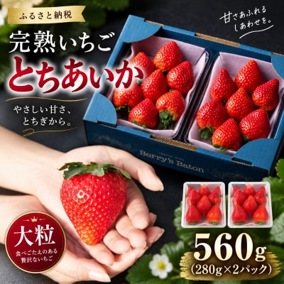 【先行受付】完熟いちご「とちあいか」《大粒》 約560g (280g×2パック) 1月より配送