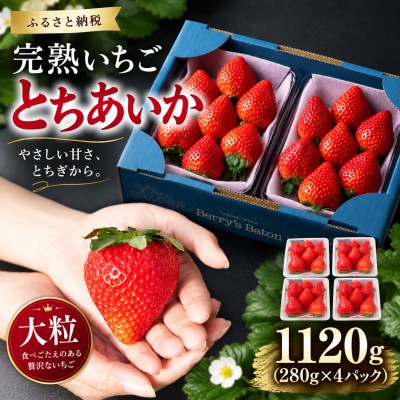 【先行受付】完熟いちご「とちあいか」《大粒》 約1,120g (280g×4パック) 1月より配送